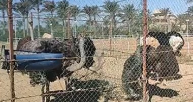 بيزنس تربية النعام.. الأسرة بـ80 ألف جنيه تنتج كل يوم بيضة بـ800 (فيديو)