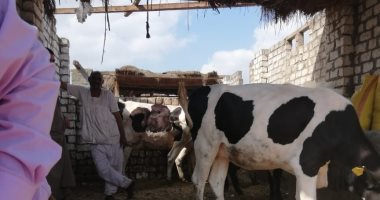 تحصين 150 ألف رأس ماشية ضد الجلد العقدى وجدرى الأغنام بكفر الشيخ.. صور