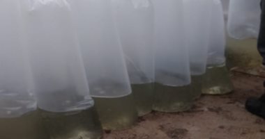 ضبط 25 ألف زريعة طوبار بكفر الشيخ وتسليمها لشرطة المسطحات.. صور