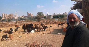 حكاية الراعى الفصيح بالمنيا.. "عم حامد" 40 سنة خبرة فى تربية الأغنام والماعز: تعلمت الفصاحة والصبر على الرزق من الرعى.. وحُرمت من التعليم وأصريت على تعليم أبنائى.. ويؤكد: أفضل مشروع لأى شاب.. فيديو وصور