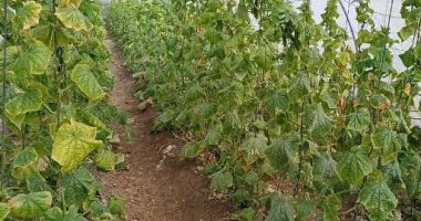 زراعة الشرقية تُنفذ مدرسة حقلية عن زراعة الخيار.. اعرف التفاصيل 