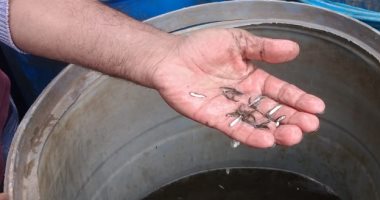 ضبط 7 آلاف وحدة زريعة بورى محملة على سيارة وتسليمها للثروة السمكية بكفر الشيخ 