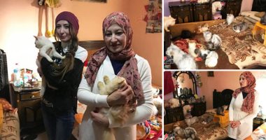 سيدة الإنسانية فى "مملكة القطط".. "منال" وهبت حياتها لخدمة 400 قطة.. وتؤكد: بعت ذهبى وممتلكاتى لإطعامها.. والفكرة بدأت منذ 12 عامًا عندما شاهدت إحداها مشردة.. ونواجه مشاكل فى النوم مع هذا العدد.. فيديو