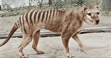 إنجاز علمى جديد.. أستراليون يحاولون استنساخ حيوان منقرض من القرن الماضى