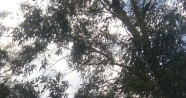 مصر جميلة.. قارئة تشارك بصور فوتوغرافية لمدينة المحمودية ضمن مبادرة اليوم السابع