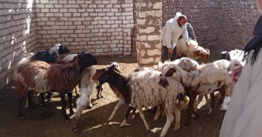 "بيطرى الأقصر" تنظم حملات لتحصين المواشى ضد الجلد العقدى وجدرى الأغنام