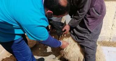 جامعة مطروح تنظم قافلة بيطرية مجانية لخدمة قرية فوكه
