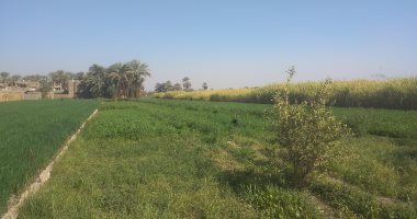 جريمة بشعة بقنا.. العثور على جثة سيدة مخنوقة وشاب مقتولا بطلق نارى.. لايف