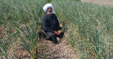 الخير بأرض المنيا.. "الثوم" مشروع اقتصادى للأهالى فى شمال المحافظة.. البلدى للتخزين البيتى والصينى للتصدير.. مزارعون : نزرعه فى سبتمبر وحصاده  فى أبريل.. المحصول مبشر رغم أحوال الطقس.. وهذه مواصفات ثوم التخزين
