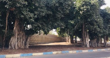 شجرة التين البنغالى بالإسماعيلية الأضخم فى العالم.. زرعها الملك فؤاد.. لايف وصور