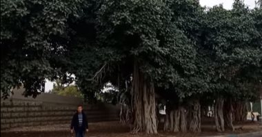 شجرة التين البنغالى بالإسماعيلية.. هنا أضخم وأقدم شجرة فى العالم.. عمرها 155 سنة وزرعها الملك فؤاد وأوصى الرئيس السادات بعدم قطعها.. تشفى من الأمراض ويقدسها الهنود ويصنعون من ثمارها الحلوى.. فيديو