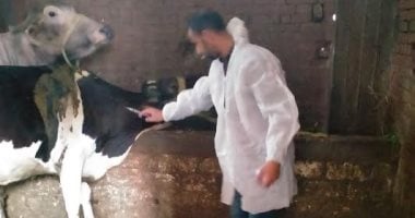 بيطرى البحيرة: تحصين 6965 رأس أبقار وأغنام ضد مرض الجلد العقدى