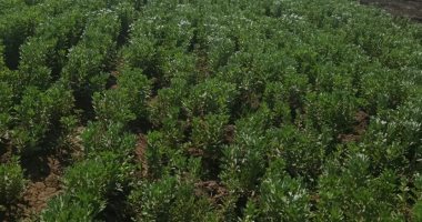 بشاير الخير فى أرض المنيا.. محصول الفول البلدى يزين الأرض "فيديو لايف"