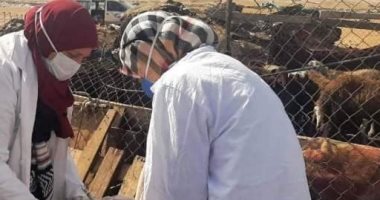 وزارة ‫الزراعة تطلق الحملة القومية لتحصين الأغنام والماعز