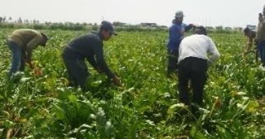 محافظ بورسعيد: نستهدف إصلاح نصف مليون فدان مرحلة أولى شرق المحافظة