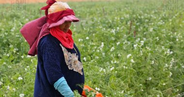بشاير الخير.. حصاد البسلة بالأراضى الصحراوية بعد التعمير