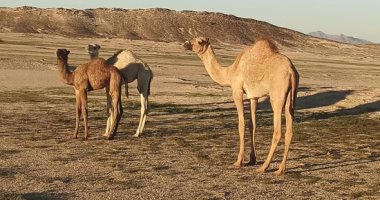 تصريح مرور سفينة الصحراء.. 7 معلومات عن وسم الجمال بقبائل البحر الأحمر (صور)