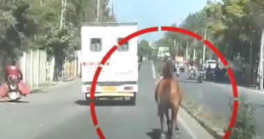 مش قادر على فراقها.. حصان يطارد سيارة إسعاف تنقل شقيقته المصابة "فيديو وصور"