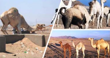 "أفلا ينظرون إلى الإِبل كيف خُلقَتْ".. جمال أودية الجنوب خير ودليل ورفيق فى دروب الصحراء الشرقية.. القبائل تضع وسما عليها يميز كل قبيلة.. يعتبر باسبور مرورها عبر الجبال.. ويحميها ويسهل عودتها لو غابت شهورا
