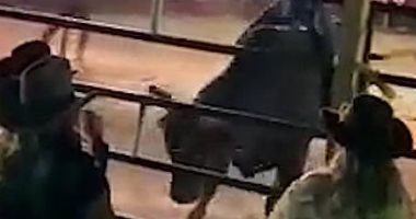 إصابة 15 شخصا إثر هجوم ثور على منصة الجمهور بمسابقة روديو بالمكسيك.. فيديو