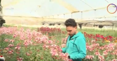 "السفيرة عزيزة" يعرض تقريرا عن مملكة الزهور وموسم حصاد الورد بعزبة الأهالى