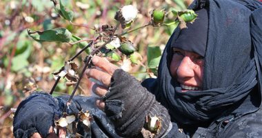 النساء يجمعن ثمار الخير فى اليوم العالمى لنصف الدنيا الحلو