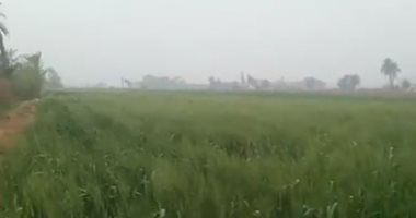 خير مصر يطرح فى الغيطان.. سنابل القمح تزين أرض المنيا.. لايف