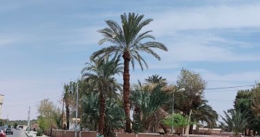 شمس ساطعة وأجواء ربيعية واستقرار فى حالة الطقس بالوادى الجديد.. فيديو