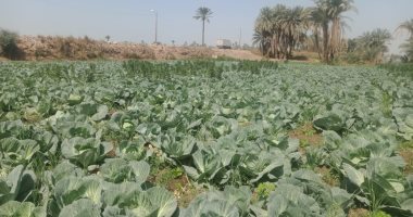 الكرنب اليابانى وصل.. يزرع فى المنيا وسعره 10 جنيهات.. لايف