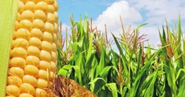 زراعة 3 ملايين فدان ذرة الموسم الحالى.. الوزارة: الإنتاج الحالى يكفى 45% من احتياجاتنا ونستورد 8 ملايين طن.. ويؤكد: من أهم الحبوب الاستراتيجية لسد الفجوة الغذائية ودعم المزارع لتحقيق عائد مادى كبير