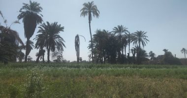 بعد موجة الحر.. أجواء باردة ورياح متوسطة وظهور متقطع للشمس بقنا "لايف"
