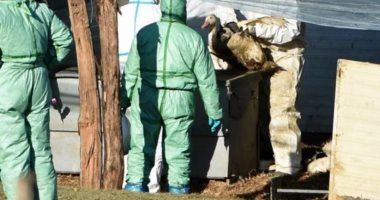 فرنسا تعدم ملايين البط والدجاج منذ بداية العام لمنع تفشى وباء إنفلونزا الطيور