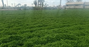 روائح الجنة تفوح من بنى سويف..قرية كفر بنى على مزرعة كبيرة للنباتات الطبية والعطرية.. تصدير كميات ضخمة من النعناع والكلاندونا والبردقوش.. وتخصيص 147 فدانا لإنشاء منطقة استثمارية للتصنيع الزراعي فى سمسطا..صور