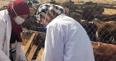 وزير الزراعة: تحصين أكثر من 714 ألف رأس من الأغنام والماعز  ضمن "حياة كريمة"
