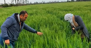 رئيس مركز معلومات المناخ يحذر المزارعين من زراعة 3 أصناف قمح الموسم الحالى