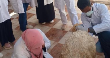 جامعة مطروح تنظم قافلة بيطرية لعلاج الماشية والأغنام بالمجان