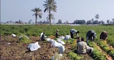 شوف حصاد الجزر وهو لسه ف الأرض.. صباح الرزق الحلال فى المنيا.. فيديو