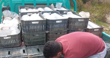 ضبط 60 ألف وحدة زريعة طوبار محملة على سيارتين فى كفر الشيخ.. صور