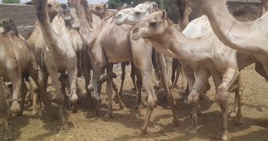 قبلة التجار فى مصر.. سوق الجمال بدراو بأسوان يستقبل 10 آلاف رأس أسبوعيا.. صور