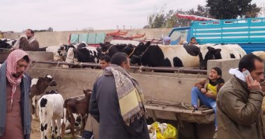 البتلو من 4000 لـ8000 جنيه للرأس.. والجملى 120 جنيها للكيلو.. جولة فى سوق بنها
