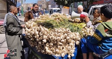 تفاصيل موسم زراعة الثوم فى مصر وموعد الحصاد