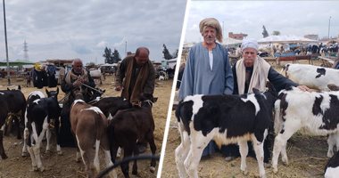 هنا سوق المواشى بالشرقية قبلة التجار من جميع المحافظات.. يعد العمود الفقرى للأسواق على مستوى الجمهورية ويحدد بورصة اللحوم.. و"هولشتاين" مع "الفريزيان" أفضل أنواع العجول لغزارة إنتاجها من الحليب.. فيديو وصور
