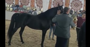 بث مباشر.. 90 حصانا تشارك فى يوم الجمال بمهرجان الخيول العربية بالمنوفية