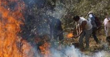 اندلاع 33 حريقا فى المكسيك وتضرر أكثر من 4200 هكتار.. صور
