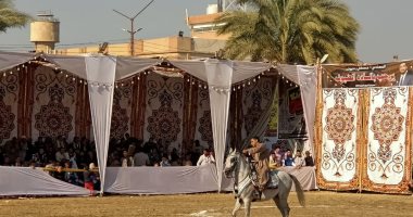 66 حصانا فى سباق فريد من نوعه.. مهرجان الخيول العربية الأصيلة بالمنوفية.. لايف