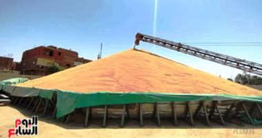 اقترب موسم حصاد الذهب الأصفر.. رحلات عمرة ومكافآت للمزارعين لتشجيع توريد القمح بالوادى الجديد.. زراعة كفر الشيخ تناقش ضوابط التسويق.. صوامع بورسعيد تستعد لاستقبال 35 ألف طن.. وصرف حوافز إضافية للموردين بقنا