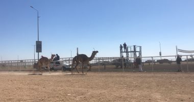 جولة الإثارة والمتعة على أرض شرم الشيخ.. 500 من الهجن الأصيلة تتنافس على المراكز الأولى والخيالة يخططون لسباقات جديدة.. حلف اليمين والراكب الآلى واستعراضات وعروض رقصات الخيل أبرز مشاهد السباقات.. فيديو وصور