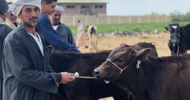 جولة فى سوق المواشي بالدقهلية.. اعرف الأنواع وإزاى تشترى السليمة "صور ولايف"