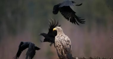أوبزرفر: الحياة البرية فى بيلاروسيا آخر ضحايا حرب أوكرانيا.. اعرف القصة