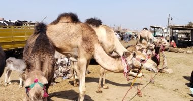 تربية الجِمال نزاهة.. بث مباشر مع أكبر تاجر بسوق المواشى فى بنها
